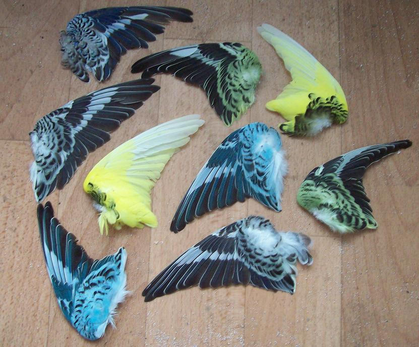 Budgie Wings By RoanSerpentia On DeviantArt budgie-wings-by-roanserpentia-on-deviantart