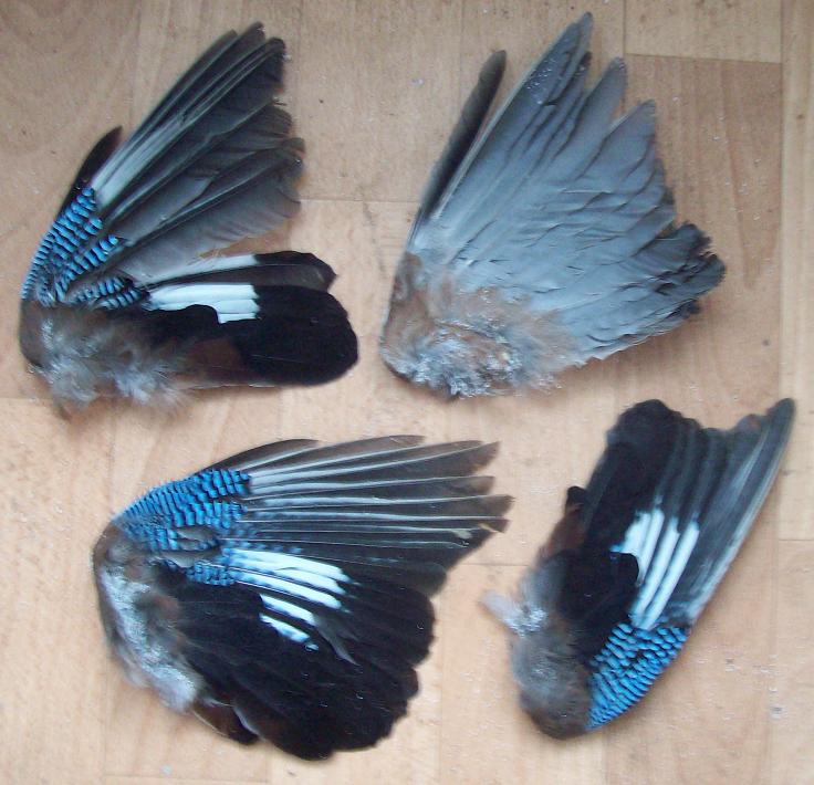 European Jay Wings