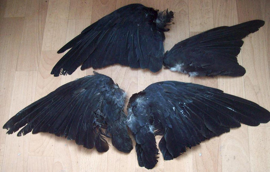 Крыло ворона 1. Цвет крыло ворона. Краска для волос Воронье крыло. Вороньи Крылья. Цвет голубиного крыла.