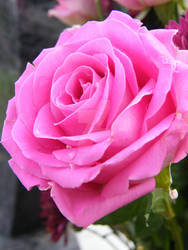 Pink rose