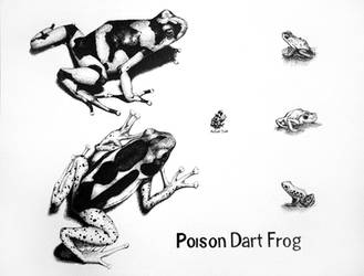 Poison Dart Frog