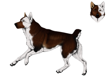 Merle top german shepherd