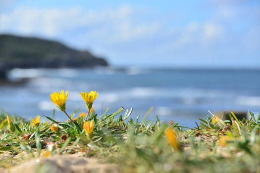 Flower on the shore