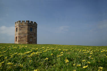 Tower and daisies