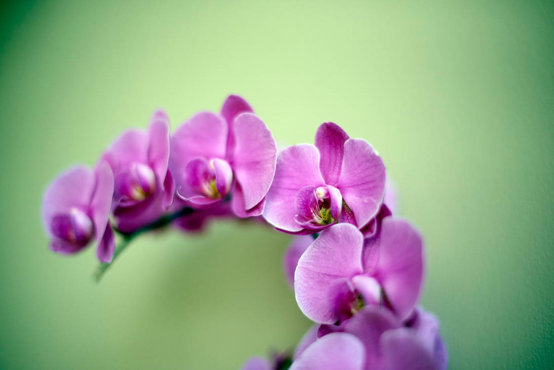 Just an orchid