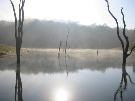 Early morning lake safari