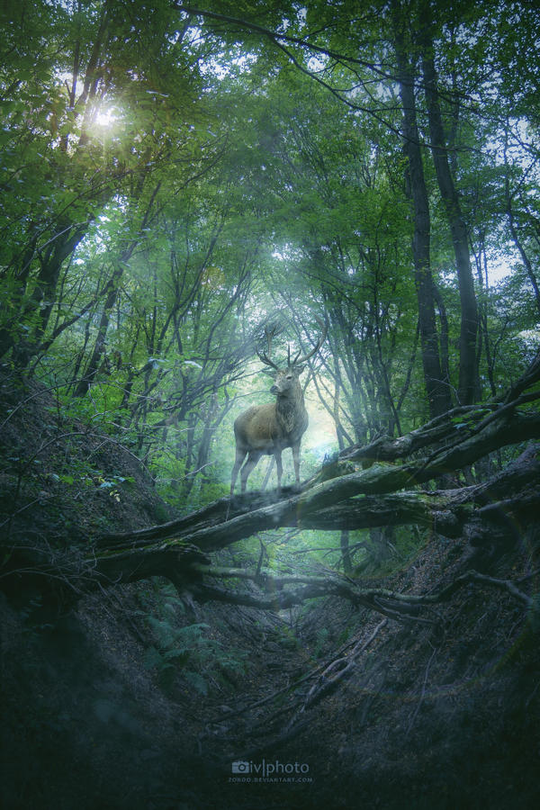 The King of the Woods by Zoroo