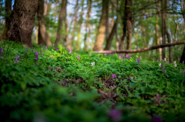 Spring In Forest