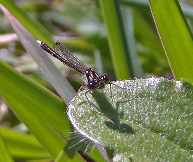 Dragonfly