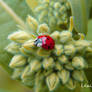 little ladybug