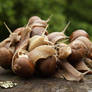 Snails. Lithuania.