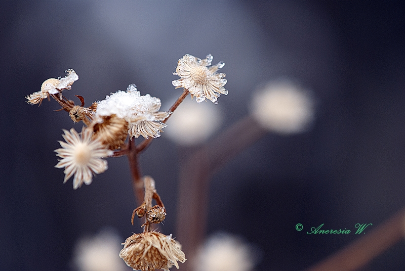 Winter flowers...