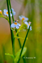 Blue and green