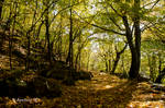 Autumn path by aneresia