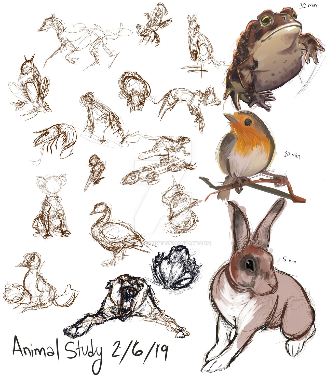 Animal study by BeanieCapPrints on DeviantArt