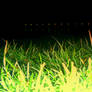 Grass at night