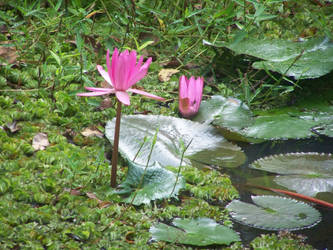 Sri Lanka: Flower