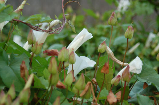 Wild flowers