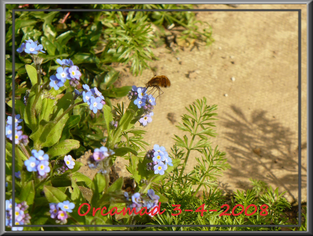 Futter Fly Flutter Fly by orcamad on DeviantArt