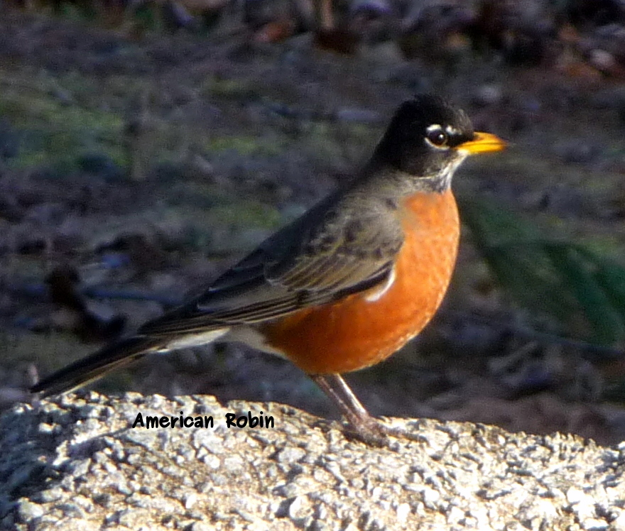 Robin in the Morning Sun