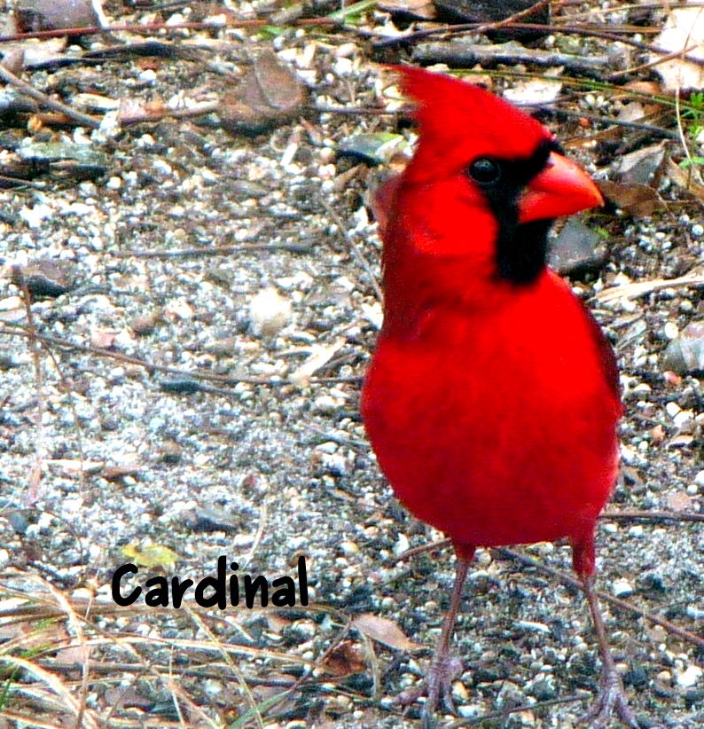 Bright Red Bird