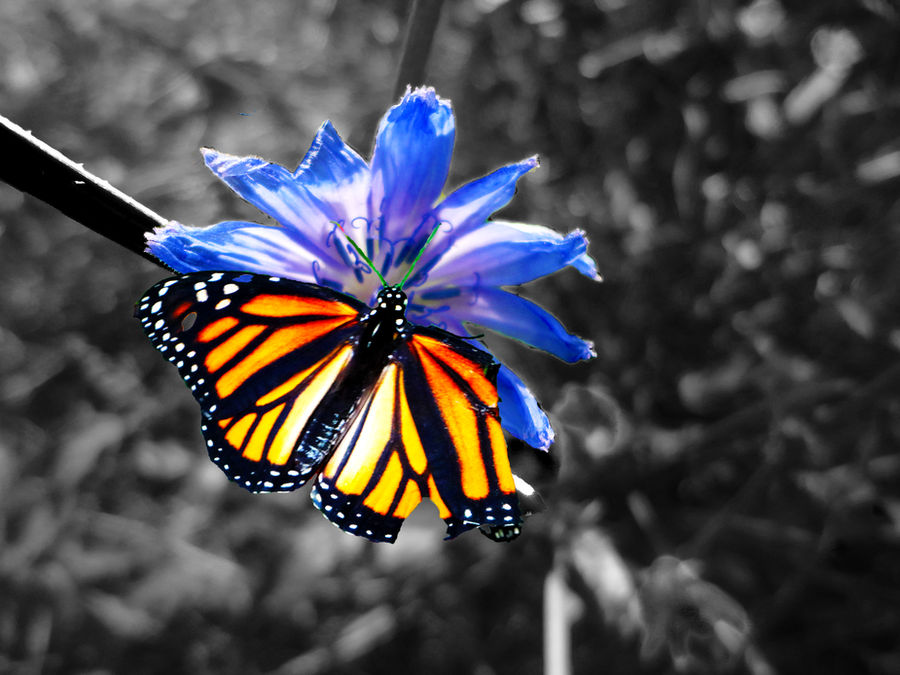 Futter Fly Flutter Fly by XxUrFallenAngel on DeviantArt