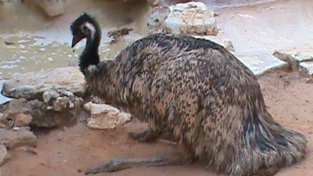 Perfect Emu Emu by Perfect4Panic on DeviantArt