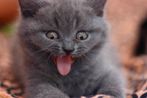 kitty yawns