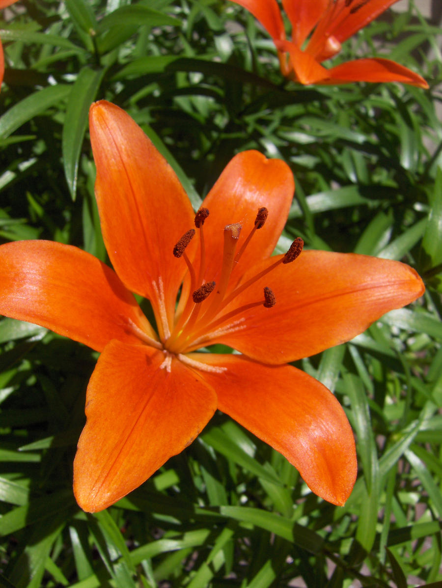 Red Orange Day Lily