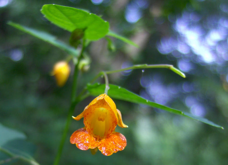 Tiny Orange Flower