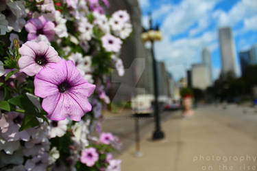 Michigan Avenue