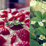 strawberry fields forever
