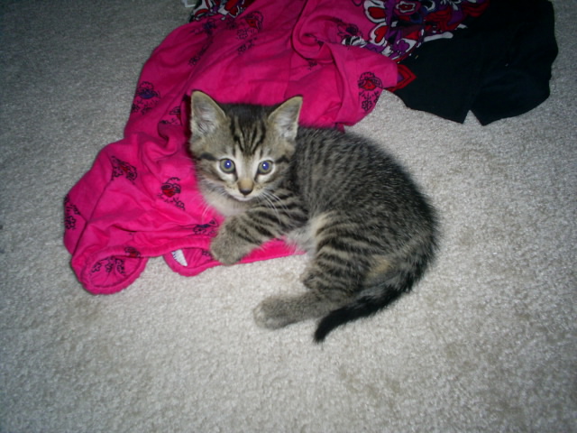 Shanny as a 6 week old Kitten