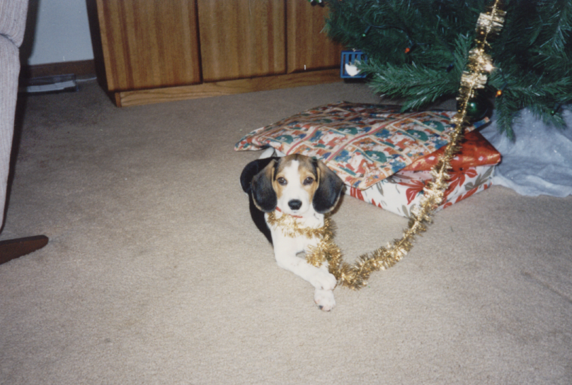 Rocky as a puppy