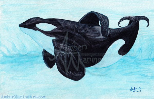 Prayer for the Orca - Watercolor