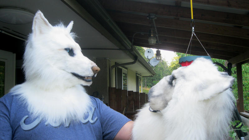 Wolves With Jake Jake the wolf by Crystumes on DeviantArt