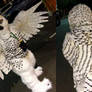 Snowy owl full costume!