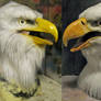 Old vs new! bald eagles