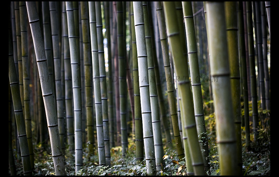 Bamboo Forest