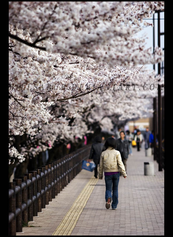 Sakura Stroll