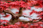 Fiery Bonsai by billsabub