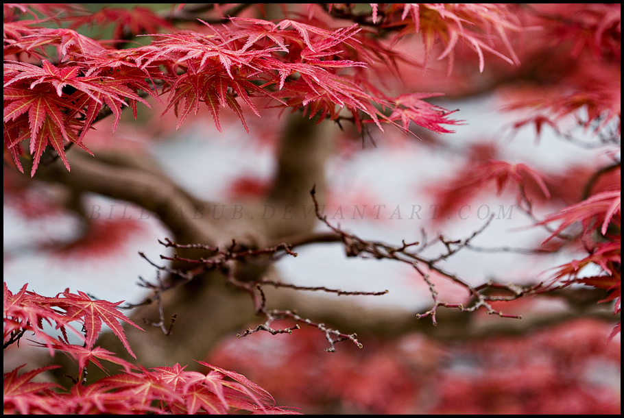 Fiery Bonsai