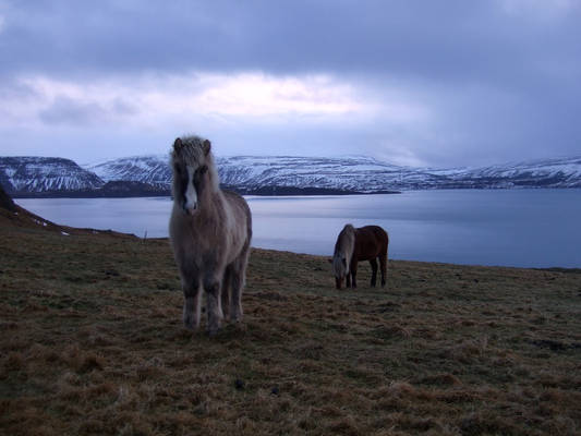 Horses Of Ice And Lava X