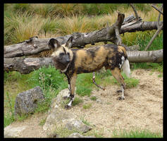 African Wild Dog 01