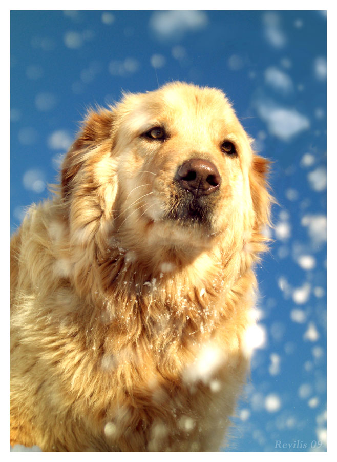 Snow Puppy