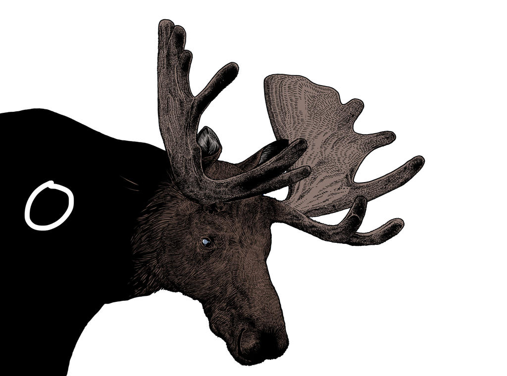 Moose by rghayati on DeviantArt