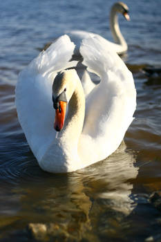 swan