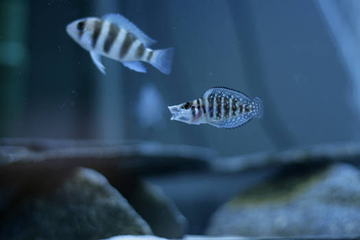 Altolamprologus calvus Black