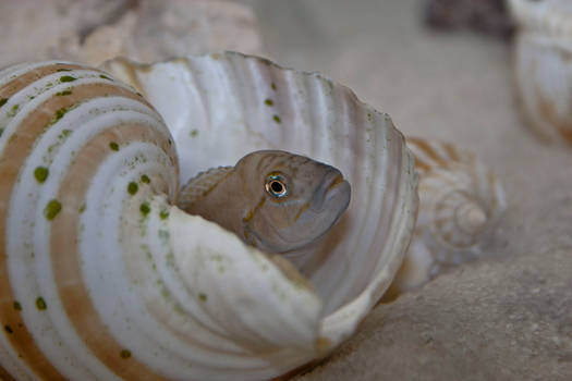 Telmatochromis sp. Temporalis Shell