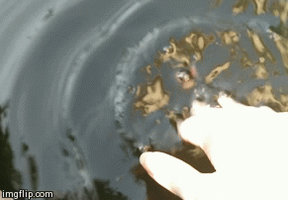 Goldfish Summoning - GIF